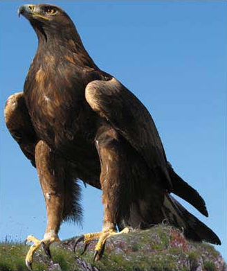 Беркут красная. Беркут aquila chrysaetos. Беркут aquila chrysaetos. Беркут птица. Беркут кавказский заповедник.