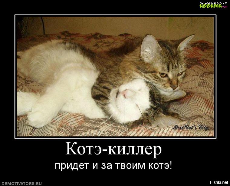 Смешные котэ открытки, смешные
