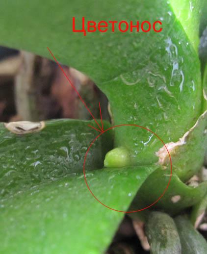 Ответы Mail.ru: Вопрос к тем, кто дружит с фаленопсисами.