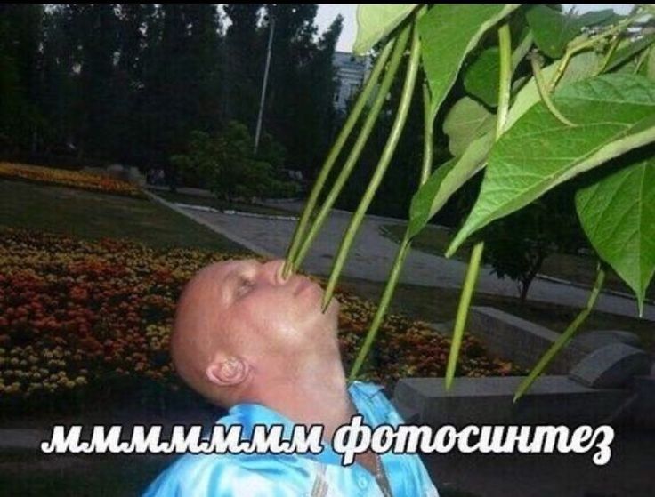 Фотосинтез мем с котом Ответы Mail.ru: В чем мем картинки "ммм фотосинтез"?