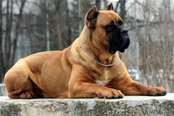 мастиф итальянский кане корсо фото онлайн мастиф итальянский кане корсо фото