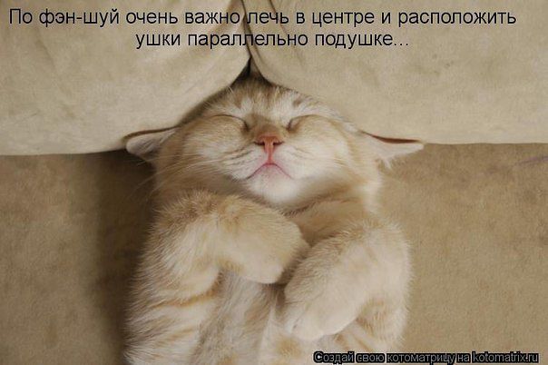 Картинки спящих котят с надписями