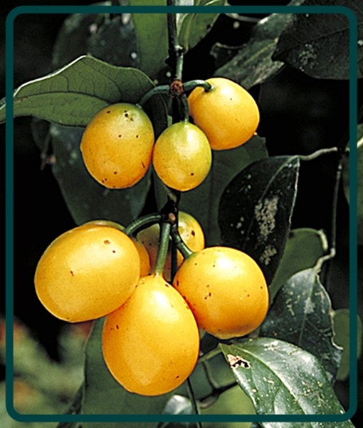 мушмула японская морозко. мушмула японская дерево. мушмула. растения с желтыми плодами. унаби мушмула.