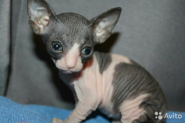 Канадский сфинкс табби. Донской сфинкс котята в 1 месяц. Донской сфинкс 1. Сфинкс 1 5 месяцев. 5 месяца.