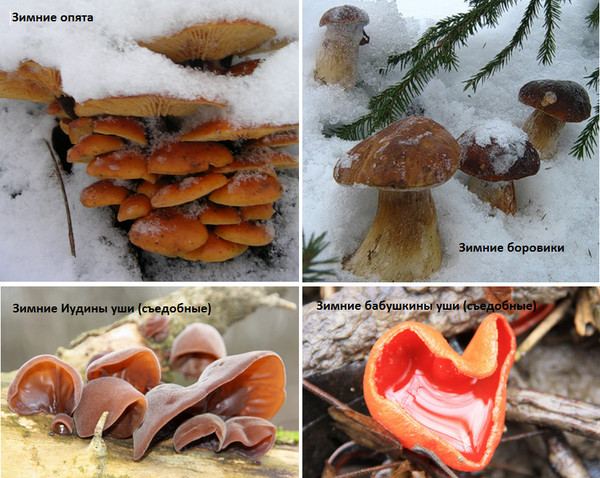 какие грибы собирают зимой. грибы зимой. грибы в снегу. какие грибы собирают зимой. какие грибы собирают зимой.