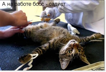 Как кастрируют кота в домашних условиях Как кастрируют кота в домашних условиях
