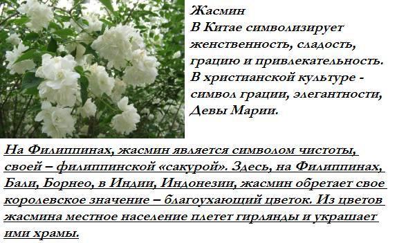 Чубушник на языке цветов. Характеристика жасмина. Жасмина надпись. Имя девочки жасмина. Жасмин имя.