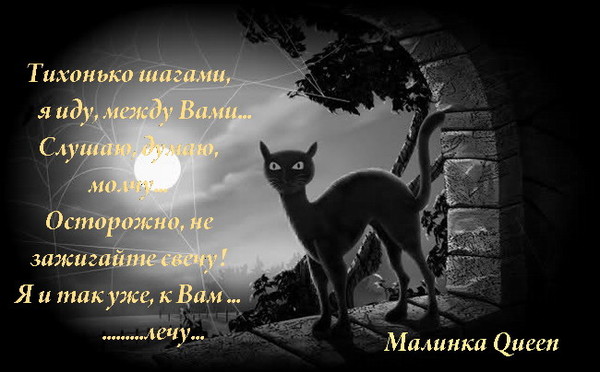 Картинки кошек с надписями сама по себе