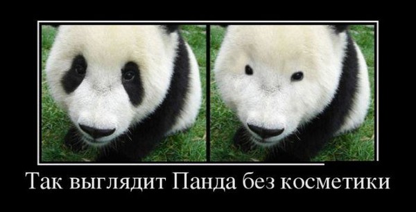 Как выглядят глаза панды