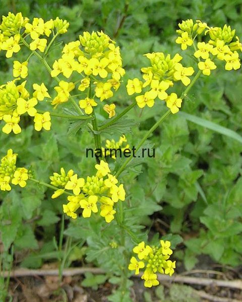 куриная слепота фото растение онлайн куриная слепота фото растение