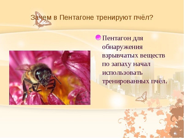 пчелы на поисках наркотиков пчелы на поисках наркотиков