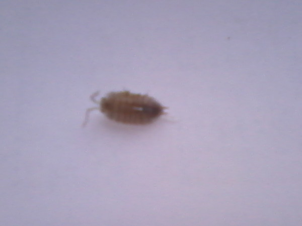 паразиты на стенках аквариума. черные мелкие букашки в аквариуме. микроскопические прозрачные жучки. мелкие желтые букашки в квартире. белые личинки в аквариуме на стекле.