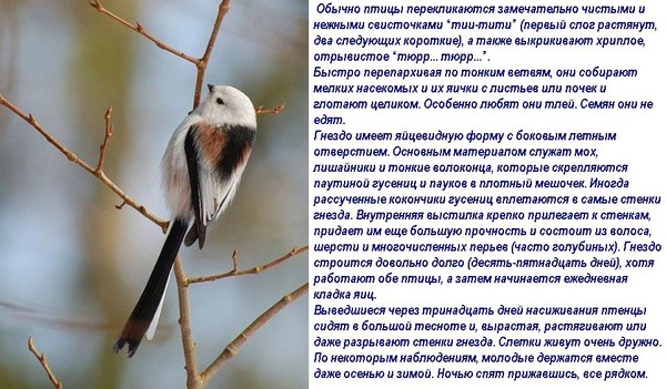 Виды Синиц Фото И Названия Атлас Определитель Виды Синиц Фото И Названия Атлас Определитель