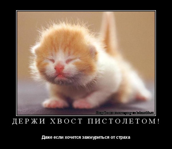 Картинки, держи хвост открытки