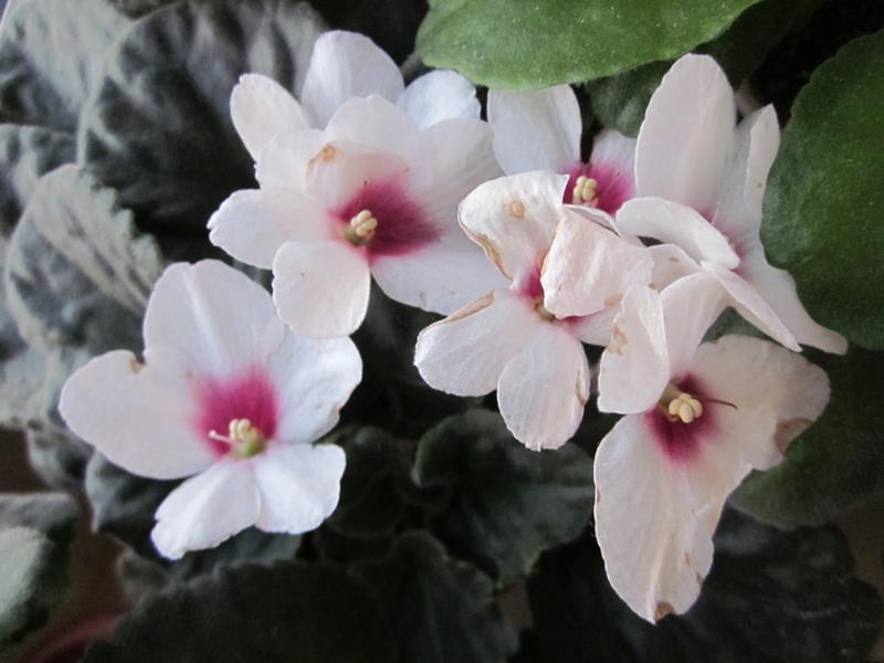 сенполия ав черный принц. фиалка брауна. фиалка ек черная магнолия. коричневый фиалка. коричневый фиалка.