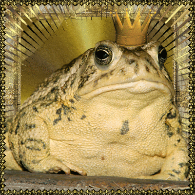 лягушка gif. анимированная лягушка. анимированная жаба. лягушка gif. лягушка на болоте.