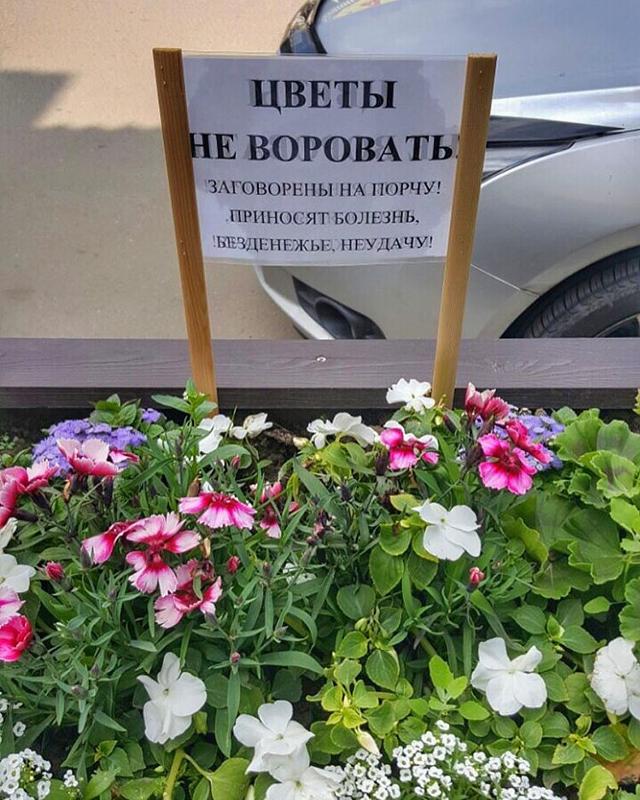 Заколдовано! От цветочных воров. А вдруг поможет? | Поехали на дачу? | Дзен