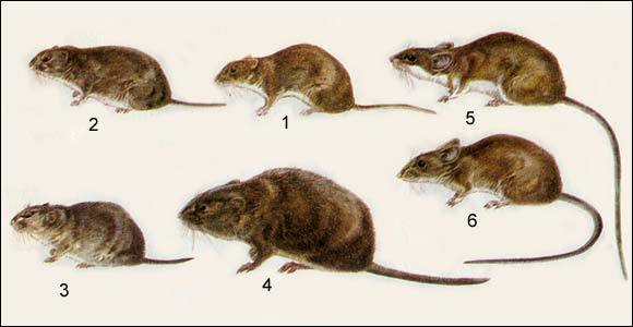 Описание и фото крыс