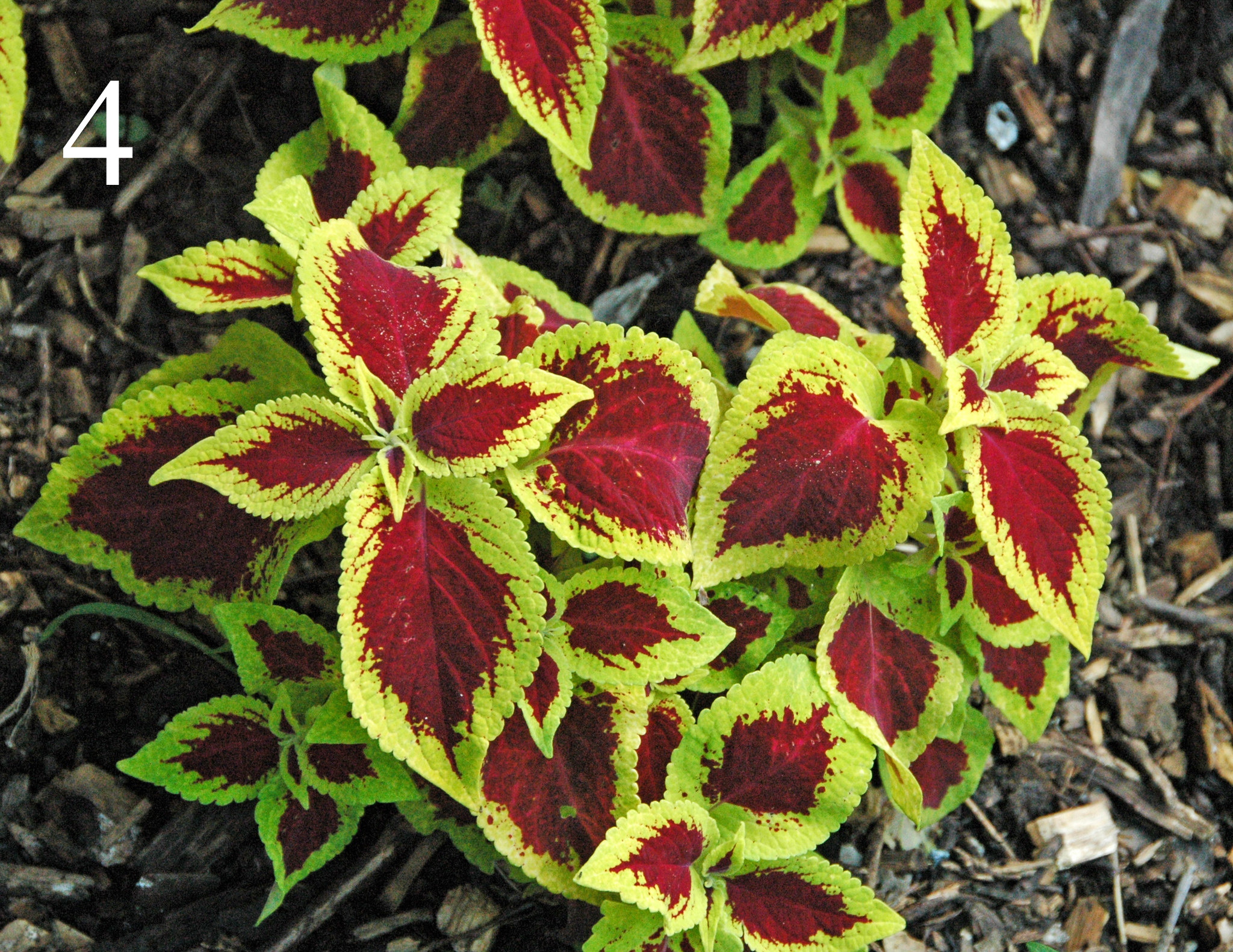 Колеус scarlet. Колеус визард скарлет. Колеус визард scarlett. Колеус rosella. Колеус визард скарлет.