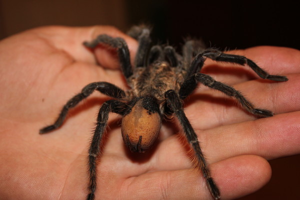 Eurypelma californica. Haplopelma albostriatum. Тарантул опасен для человека или нет. Тарантул в саратовской области. Кактус тарантул.