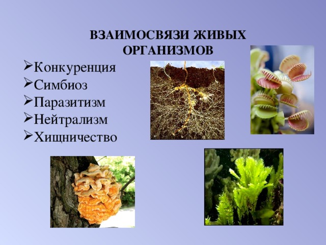 Многообразные взаимные формы влияния живых организмов