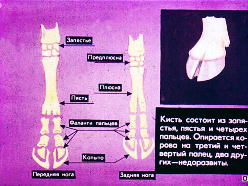 Строение конечностей копытных. Строение конечностей парнокопытных. Парнокопытные и непарнокопытные животные таблица. Конечности парнокопытных. Непарнокопытные конечности скелет.