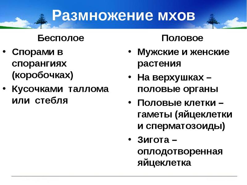 Расположение органов полового размножения у мхов