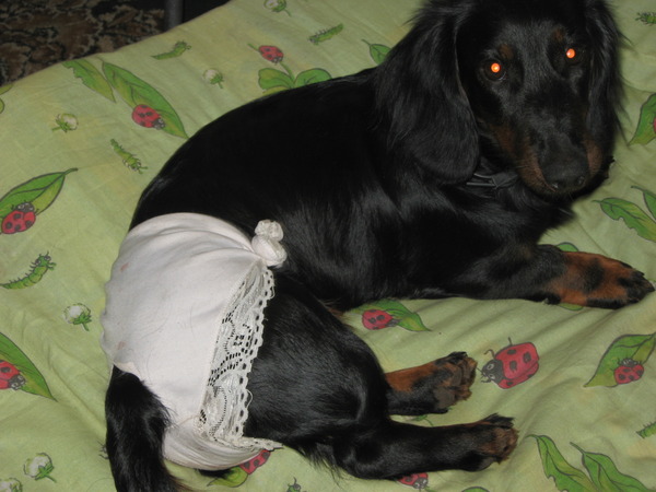 Беременные кокер спаниель. Течка у средних и крупных собак. Течка у спаниелей. Русский охотничий спаниель сука и кобель. Щенки кокер спаниеля 5 дней.