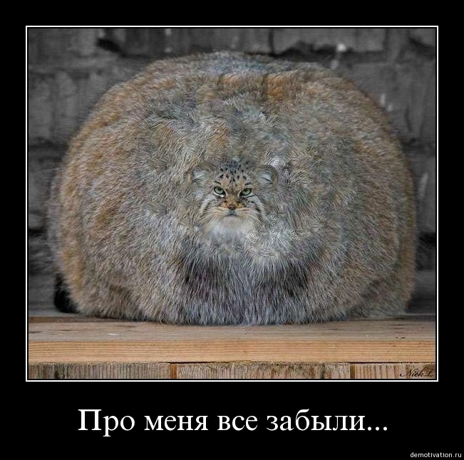 Смешные картинки ты про меня забыла