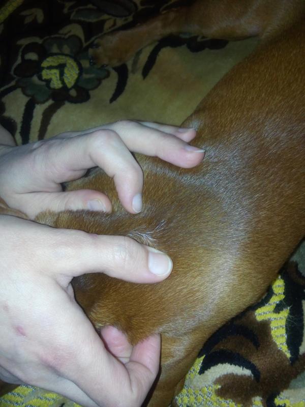 пропло. термитный патрон пас. сухой корм пурина проплан. 5 контактный штекер cee евроразъём. пурина для диабетиков корм для кошек.