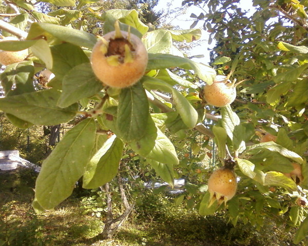 съедобны ли плоды