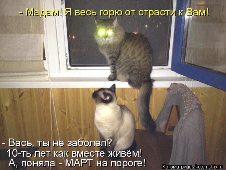 Васька упал. Васька приколы. кот васька приколы.