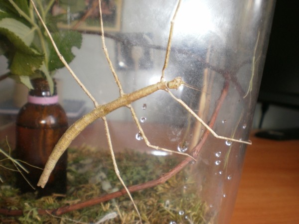 Carausius палочник. Eurycnema goliath палочник. аннамский палочник. условия содержания палочника. аннамский палочник террариум.