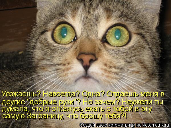 Смешные коты со словами картинки, смешной