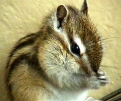 Хайди Клумды жалаңаш көріңіз