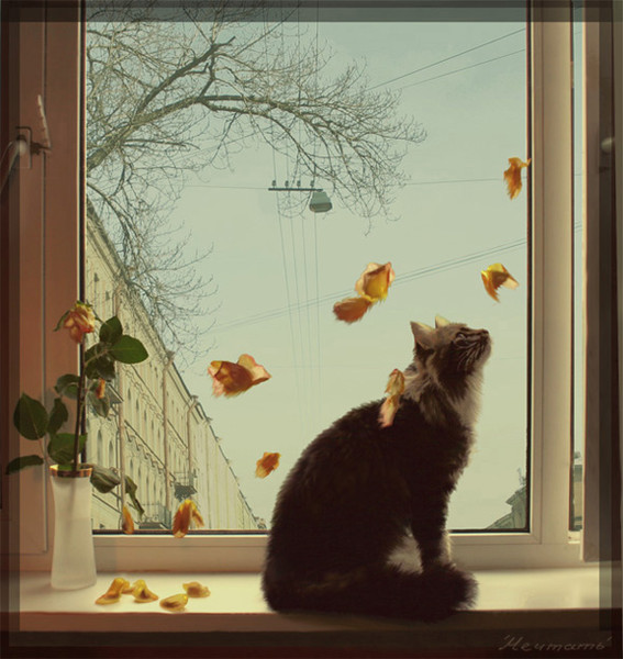 Мечтающий кот. Кот мечтает. мечтательный котик. кот в мечтах. мечтающие коты.