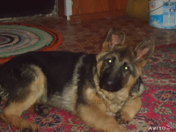 Овчарка чистокровная щенок месячный. Дворняжка от овчарки. Дворняжка от овчарки. Немецкая овчарка девочка чистокровная. Немецкая овчарка щенок девочка.