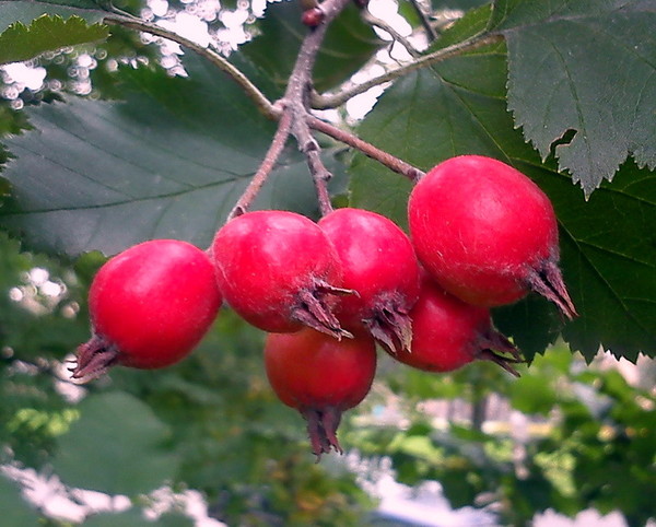 плод рябины боярышника