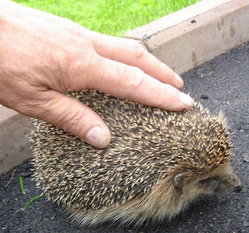 гладить ежика. животик ежика. еж аниме. аниме ёжик. мужчина гладит ежа.