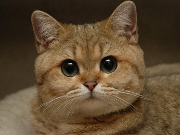 a4b0214dc1cef857a90bedf5c9ebed3e_i-1770.