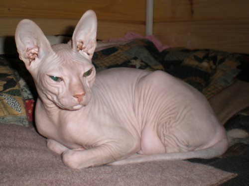 вязка сфинксов. донской сфинкс голорожденный. беременный донской сфинкс. донской сфинкс вязка. донской сфинкс серый с белым.