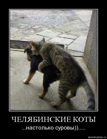 Суровые коты
