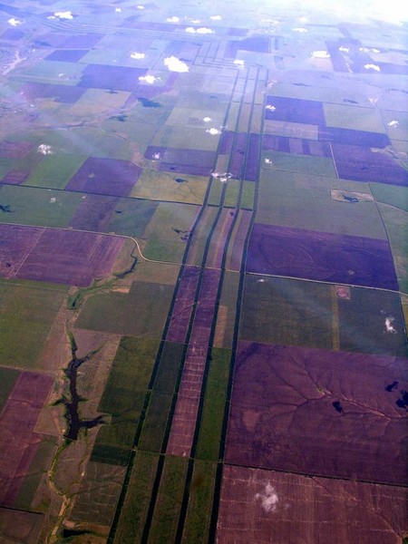 Не для красоты и обозначения границы: зачем между полями растут лесополосы