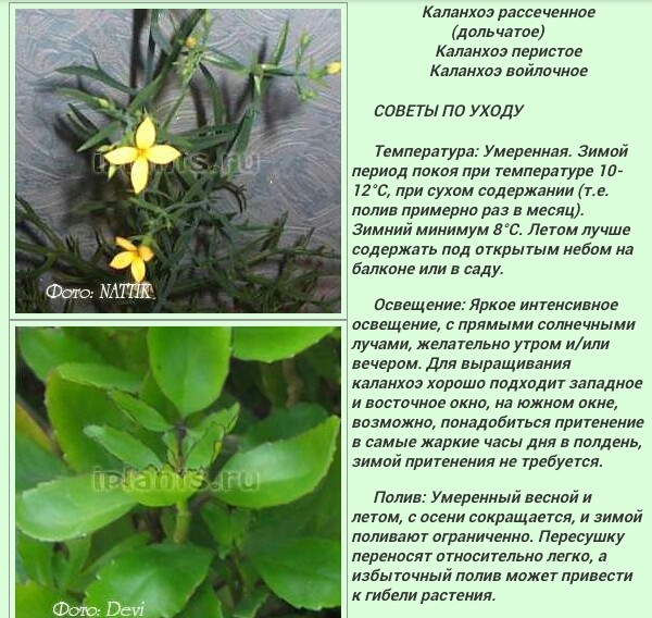 5 л. каланхоэ родина растения. земля для каланхоэ. каланхоэ необходимый состав почвы. готовый грунт для каланхоэ.