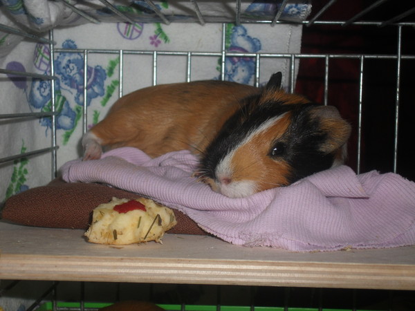 морские свинки породы шиншилла.