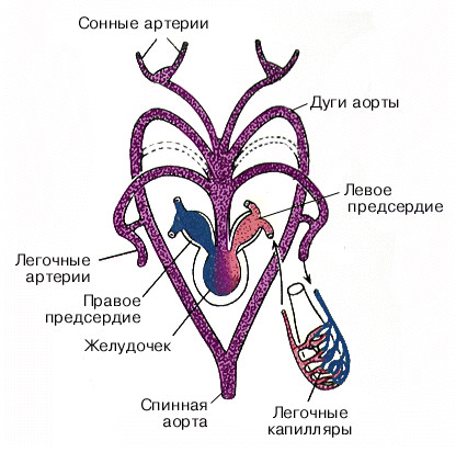 Схема строения сердца земноводных. Кровеносная система амфибий схема. Модель строения сердца земноводных. Строение сердца земноводных.