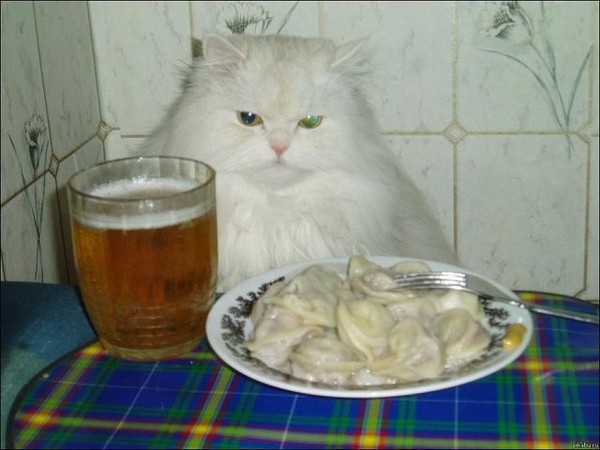 Кот с пельменями мем