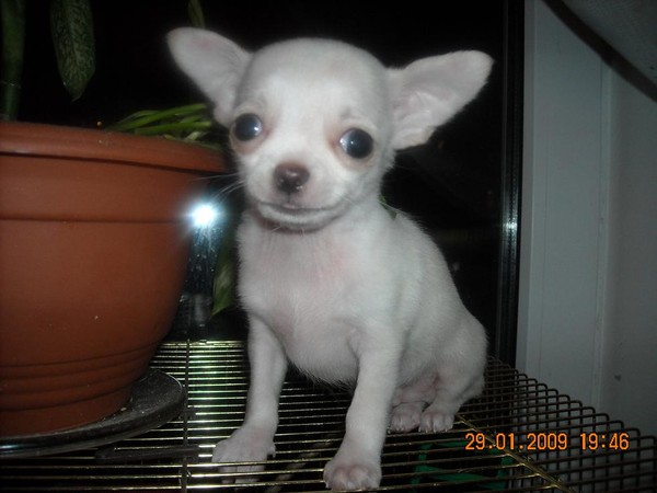 чихуя. чихуахуа плохо. вязка чихуахуа. гидроцефалия у чихуахуа. порода собак чихуахуа.