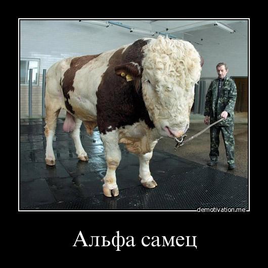 Прикольные, картинки приколы альфа самец