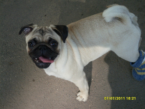 Уши мопса. Уши мопса. Уши мопса. Уши мопса. Уши мопса.